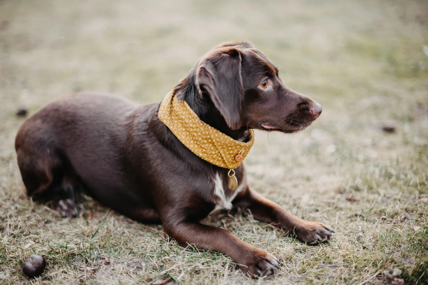 Band&Roll %uyum_store% Dog Bandana